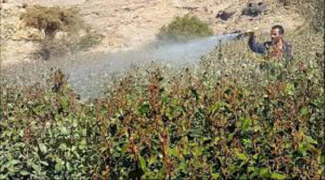 طبيب هندي شهير يكشف ما الذي سيحدث للذين يتعاطون القات في اليمن بشكل يومي والكارثة التي ستحل بهم خلال الايام القادمة لهذا السبب